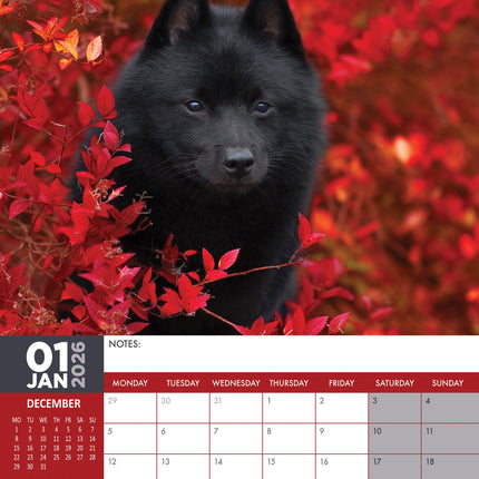 CalendarsRUs Schipperke A3 Kalender 2026