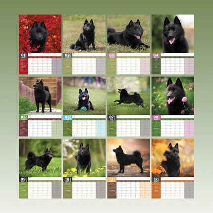 CalendarsRUs Schipperke A3 Kalender 2026