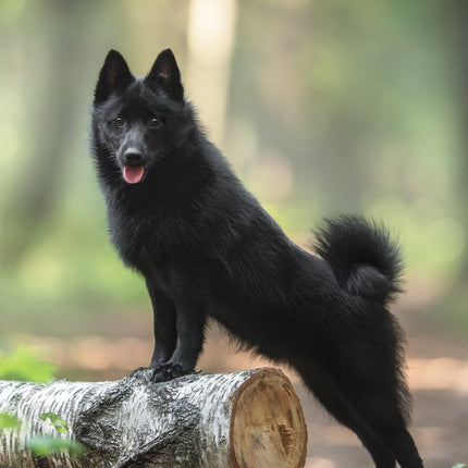 CalendarsRUs Schipperke A3 Kalender 2026