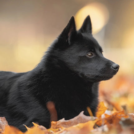 CalendarsRUs Schipperke A3 Kalender 2027