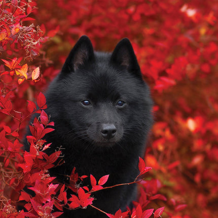 CalendarsRUs Schipperke Kalender 2026