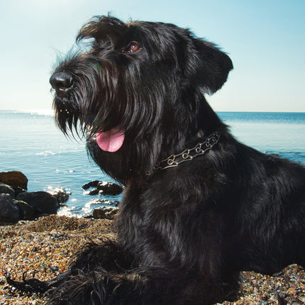 CalendarsRUs Schnauzer A3 Kalender 2025