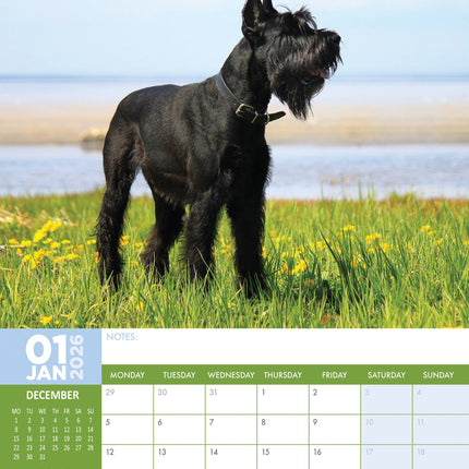 CalendarsRUs Schnauzer A3 Kalender 2026