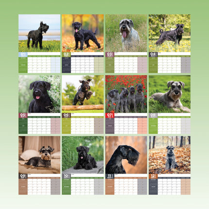 CalendarsRUs Schnauzer A3 Kalender 2026