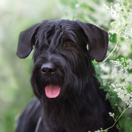 CalendarsRUs Schnauzer A3 Kalender 2027