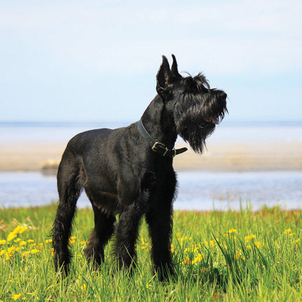 CalendarsRUs Schnauzer Kalender 2026