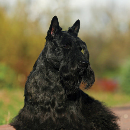 CalendarsRUs Schotse Terrier A3 Kalender 2026