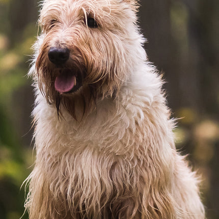 CalendarsRUs Schotse Terrier Slimline Kalender 2026