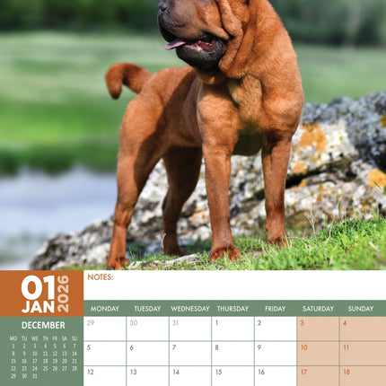 CalendarsRUs Shar Pei A3 Kalender 2026