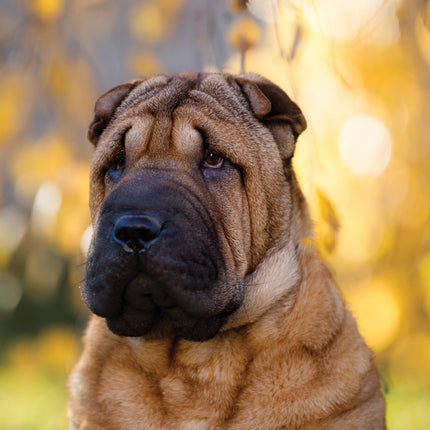 CalendarsRUs Shar Pei A3 Kalender 2026