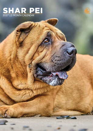 CalendarsRUs Shar Pei A3 Kalender 2027
