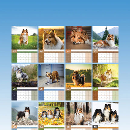 CalendarsRUs Shetland Sheepdog A3 Kalender 2025