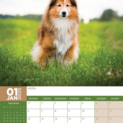 CalendarsRUs Shetland Sheepdog A3 Kalender 2025