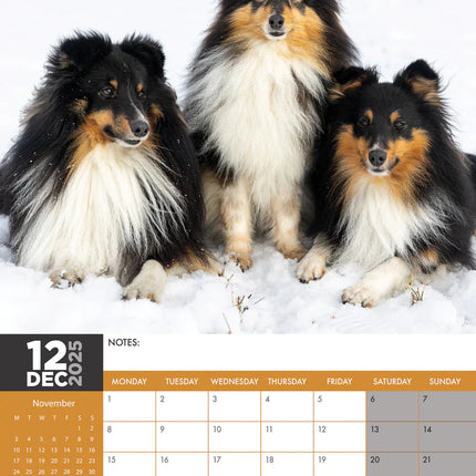 CalendarsRUs Shetland Sheepdog A3 Kalender 2025