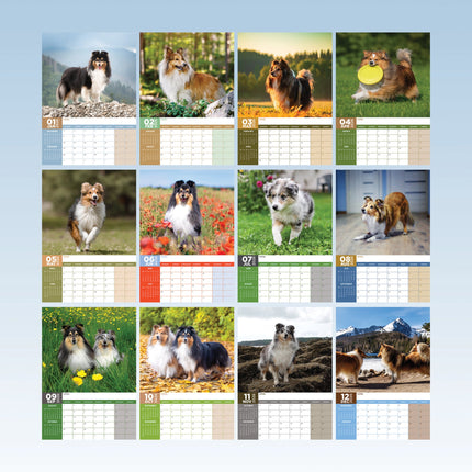 CalendarsRUs Shetland Sheepdog A3 Kalender 2026