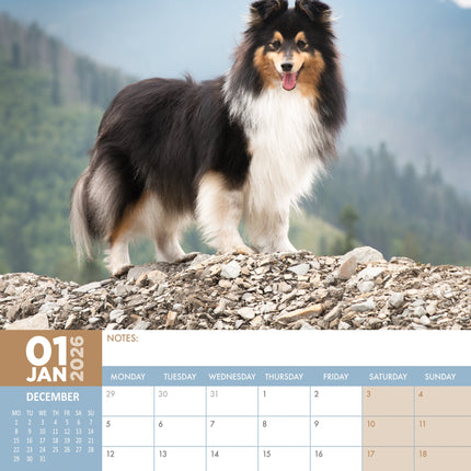 CalendarsRUs Shetland Sheepdog A3 Kalender 2026