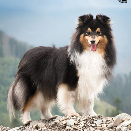 CalendarsRUs Shetland Sheepdog A3 Kalender 2026