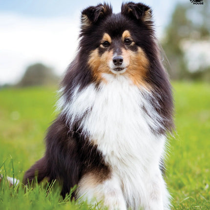 CalendarsRUs Shetland Sheepdog A3 Kalender 2027