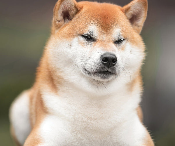 Buy Shiba Inu A3 Calendar 2026? Order online quickly and easily