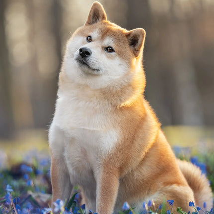 CalendarsRUs Shiba Inu A3 Kalender 2027