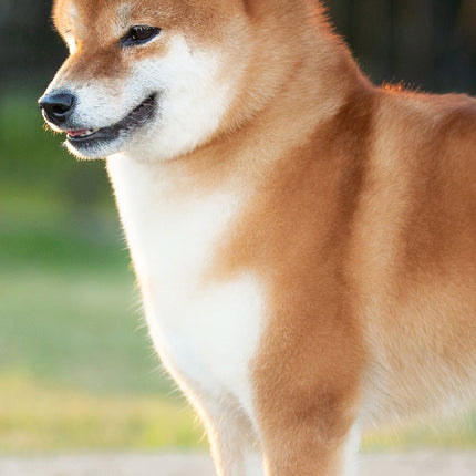 CalendarsRUs Shiba Inu Slimline Kalender 2026