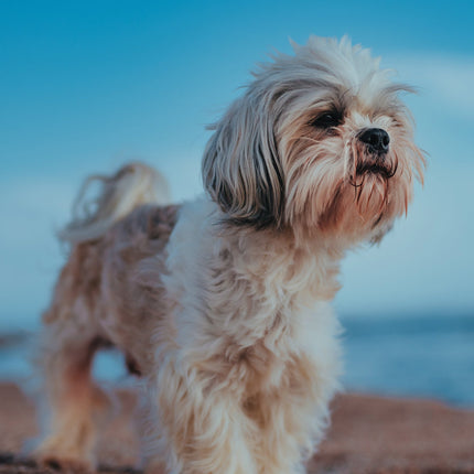 CalendarsRUs Shih Tzu A3 Kalender 2026