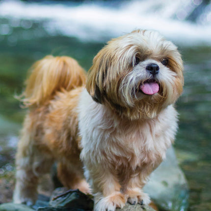 CalendarsRUs Shih Tzu A3 Kalender 2027