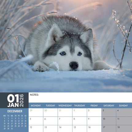 CalendarsRUs Siberian Husky A3 Kalender 2026