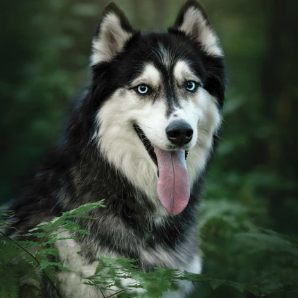 CalendarsRUs Siberian Husky A3 Kalender 2026