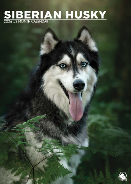 CalendarsRUs Siberian Husky A3 Kalender 2027