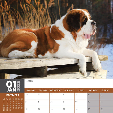 CalendarsRUs Sint Bernard A3 Kalender 2026