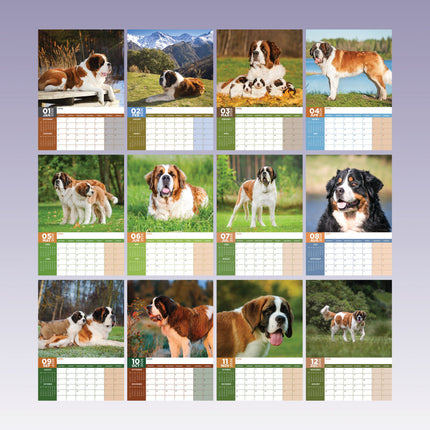 CalendarsRUs Sint Bernard A3 Kalender 2026