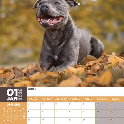 CalendarsRUs Staffordshire Bull Terrier A3 Kalender 2026