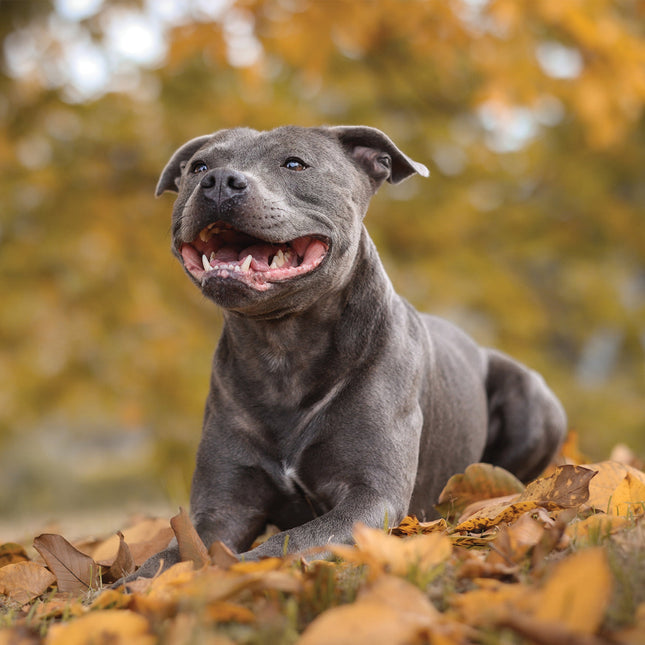 CalendarsRUs Staffordshire Bull Terrier Kalender 2026
