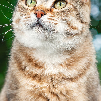 CalendarsRUs Tabby Katten Slimline Kalender 2026