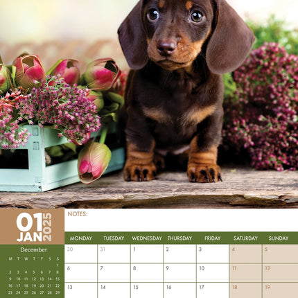 CalendarsRUs Teckel A3 Kalender 2025