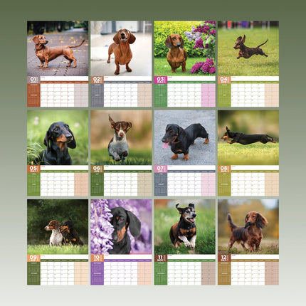 CalendarsRUs Teckel A3 Kalender 2027