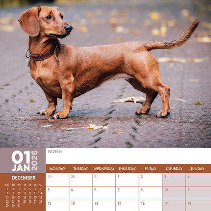 CalendarsRUs Teckel A3 Kalender 2027