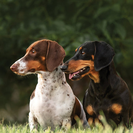 CalendarsRUs Teckel A3 Kalender 2027