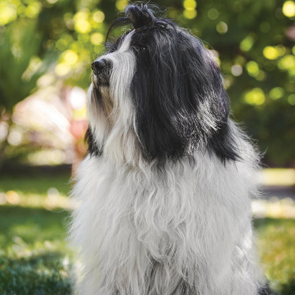 CalendarsRUs Tibetaanse Terrier A3 Kalender 2027