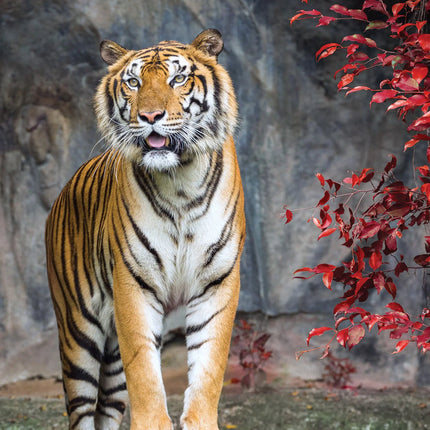 CalendarsRUs Tijger A3 Kalender 2027