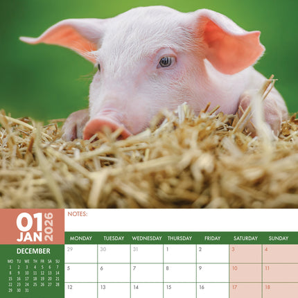 CalendarsRUs Varken A3 Kalender 2026