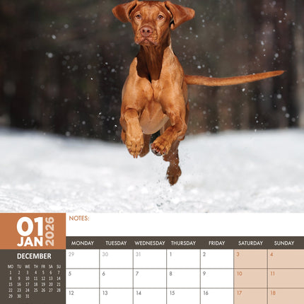 CalendarsRUs Vizsla A3 Kalender 2026