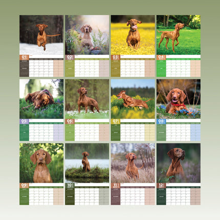 CalendarsRUs Vizsla A3 Kalender 2026