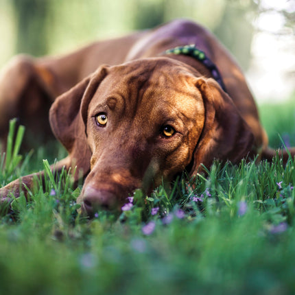 CalendarsRUs Vizsla A3 Kalender 2026