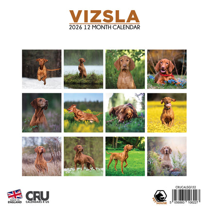 CalendarsRUs Vizsla Kalender 2026