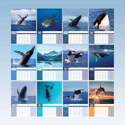 CalendarsRUs Walvissen A3 Kalender 2026