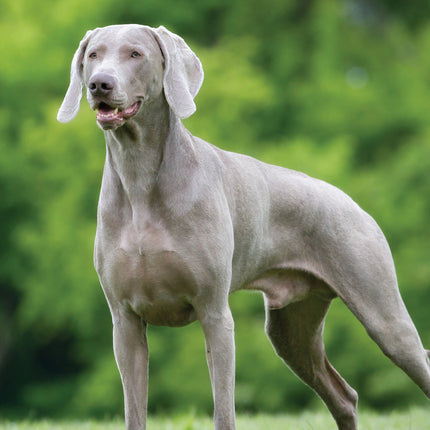 CalendarsRUs Weimaraner A3 Kalender 2025
