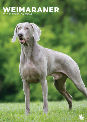 CalendarsRUs Weimaraner A3 Kalender 2025