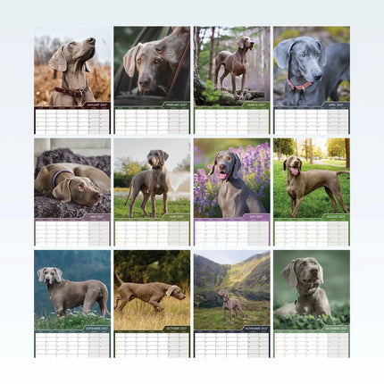 CalendarsRUs Weimaraner A3 Kalender 2027